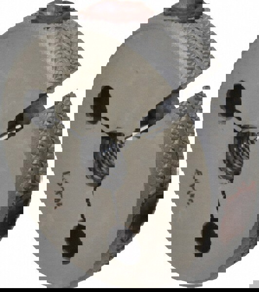 Threaded Ring Gage: 1/4-28 Thread, UNF, Class 3A, No Go